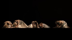 cadreur spectacle video danseuse